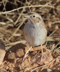 Cassin's Sparrow - Aimophila cassinii