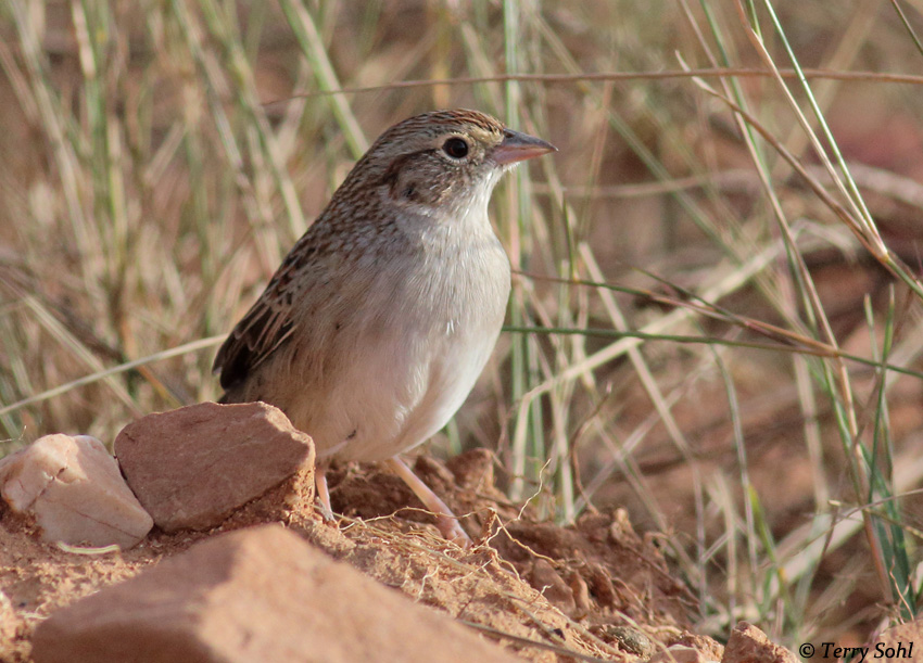 Cassin's Sparrow - Aimophila cassinii
