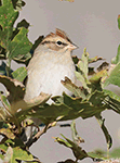 Chipping Sparrow 14 -  Spizella passerina