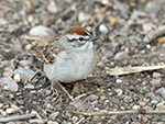 Chipping Sparrow 16 -  Spizella passerina