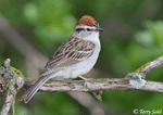 Chipping Sparrow 1 -  Spizella passerina