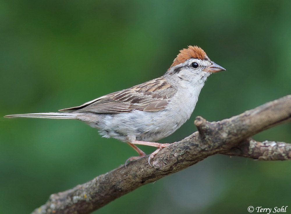 Chipping Sparrow -  Spizella passerina