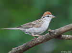 Chipping Sparrow 2 -  Spizella passerina