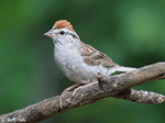 Chipping Sparrow 3 -  Spizella passerina