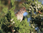 Chipping Sparrow 6 -  Spizella passerina