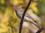 Chipping Sparrow 8 -  Spizella passerina