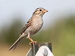 Clay-colored Sparrow 11 - Spizella pallida
