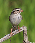 Clay-colored Sparrow 13 - Spizella pallida