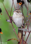 Clay-colored Sparrow 1 - Spizella pallida