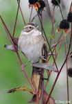 Clay-colored Sparrow 2 - Spizella pallida