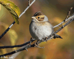 Clay-colored Sparrow 4 - Spizella pallida