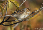 Clay-colored Sparrow 7 - Spizella pallida