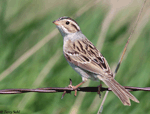 Clay-colored Sparrow 9 - Spizella pallida