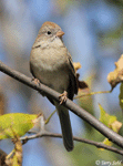 Field Sparrow 10 - Spizella pusilla
