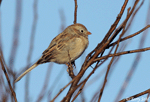 Field Sparrow 11 - Spizella pusilla