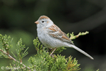 Field Sparrow 13 - Spizella pusilla