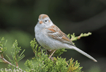 Field Sparrow 14 - Spizella pusilla