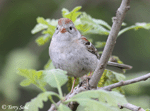 Field Sparrow 15 - Spizella pusilla