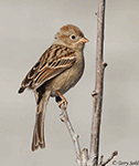 Field Sparrow 17 - Spizella pusilla
