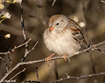 Field Sparrow 20 - Spizella pusilla