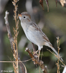 Field Sparrow 2 - Spizella pusilla