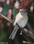 Field Sparrow 4 - Spizella pusilla