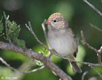Field Sparrow 6 - Spizella pusilla