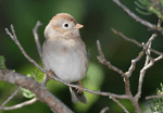 Field Sparrow 8 - Spizella pusilla