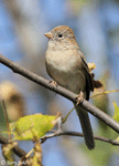 Field Sparrow 9 - Spizella pusilla