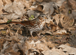 Fox Sparrow 12 -  Passerella iliaca