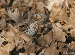 Fox Sparrow 5 - Passerella iliaca