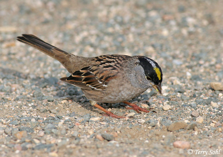 Golden-crowned Sparrow - Zonotrichia atricapilla