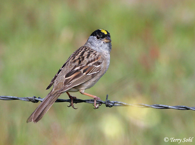 Golden-crowned Sparrow - Zonotrichia atricapilila