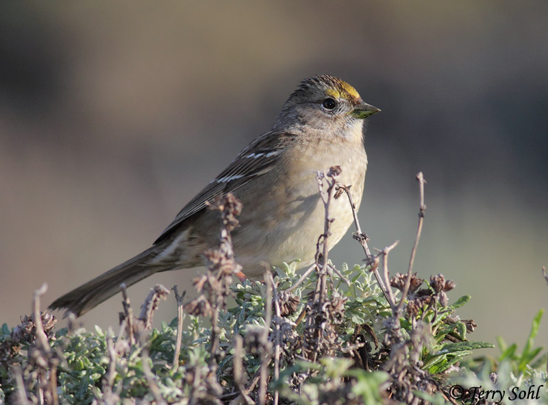 Golden-crowned Sparrow - Zonotrichia atricapilla