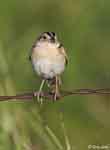 Grasshopper Sparrow 11 - Ammodramus savannarum