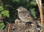 Grasshopper Sparrow 14 - Ammodramus savannarum