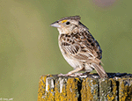 Grasshopper Sparrow 16 - Ammodramus savannarum