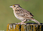 Grasshopper Sparrow 18 - Ammodramus savannarum