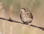 Grasshopper Sparrow 21 - Ammodramus savannarum