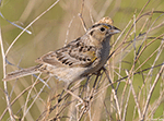 Grasshopper Sparrow 23 - Ammodramus savannarum