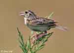 Grasshopper Sparrow 5 - Ammodramus savannarum