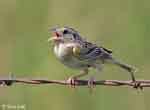 Grasshopper Sparrow 6 - Ammodramus savannarum