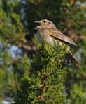 Grasshopper Sparrow 8 - Ammodramus savannarum