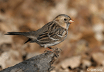 Harris's Sparrow 10 - Zonotrichia querula