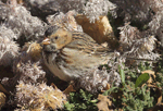 Harris's Sparrow 20 - Zonotrichia querula