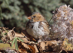 Harris's Sparrow 21 - Zonotrichia querula