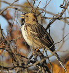 Harris's Sparrow 22 - Zonotrichia querula