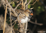 Harris's Sparrow 23 - Zonotrichia querula