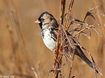 Harris's Sparrow 27 - Zonotrichia querula