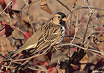 Harris's Sparrow 32 - Zonotrichia querula